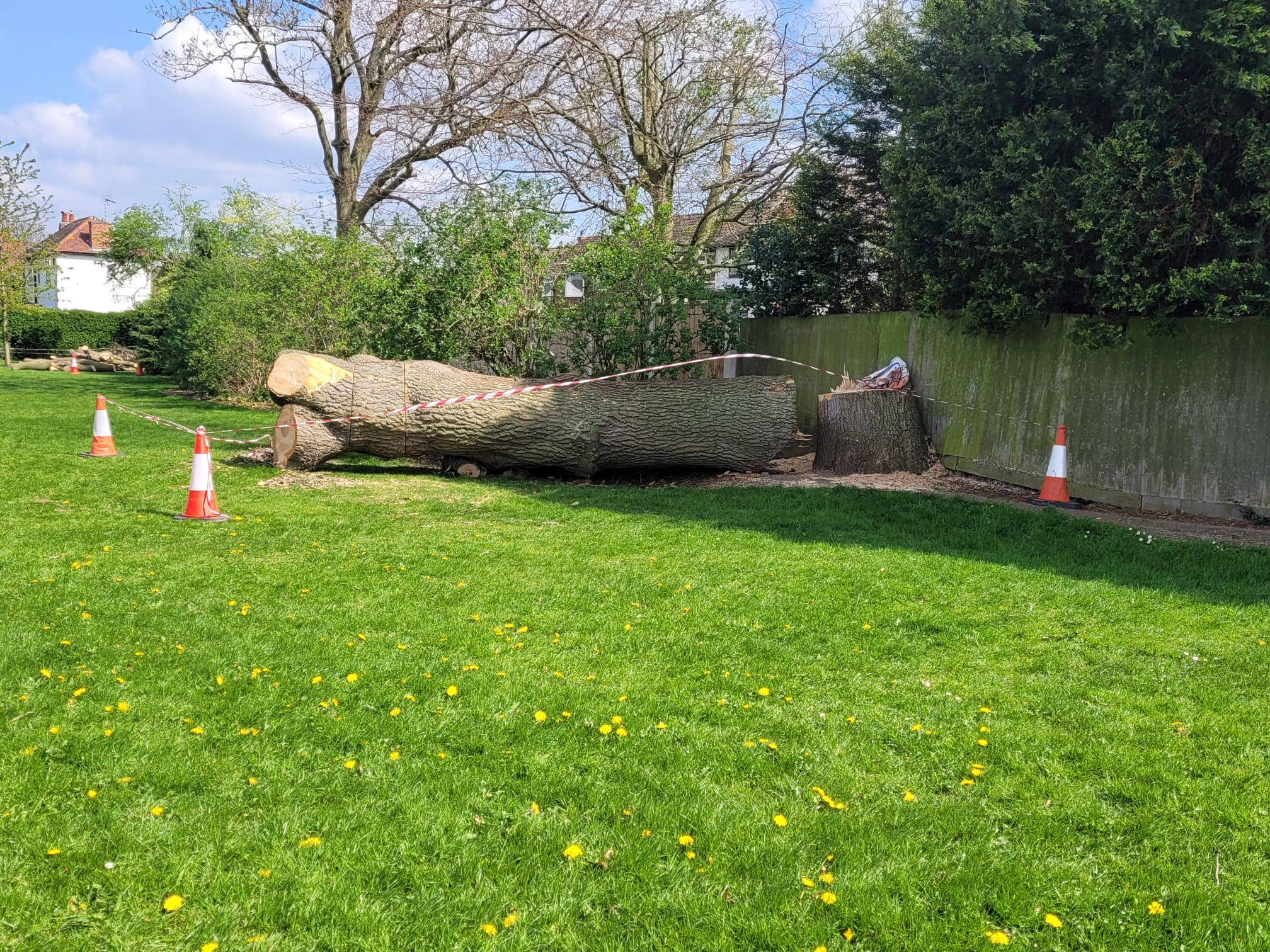 Trees Felled in Chetwynd Park CTTC Forum